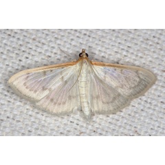 /filer/webapps/moths/media/images/T/testalis_Hodebertia_A_Heyns_01.jpg