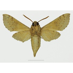 /filer/webapps/moths/media/images/D/diyllus_Hippotion_AM_Basquin_02b.jpg