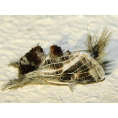 /filer/webapps/moths/media/images/R/reticulata_Salagena_A_Grobler.jpg