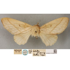 /filer/webapps/moths/media/images/C/cowani_Lebeda_PLT_BMNH.jpg