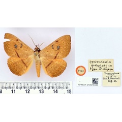 /filer/webapps/moths/media/images/G/griseisigna_Speiredonia_HT_BMNH.jpg