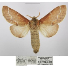 /filer/webapps/moths/media/images/J/jansei_Streblote_AF_TMSA.jpg