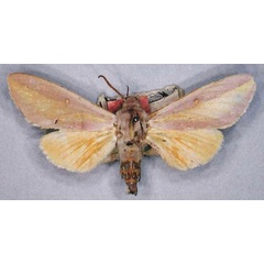 /filer/webapps/moths/media/images/A/afra_Leucophlebia_PLTM_MfN_02.jpg