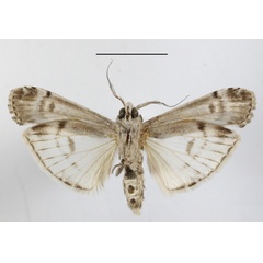 /filer/webapps/moths/media/images/C/congruata_Archistilbia_A_MGCLb_01.JPG