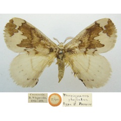 /filer/webapps/moths/media/images/P/plagiatus_Phasicnecus_HT_NHMUKa.jpg