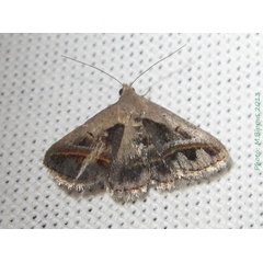 /filer/webapps/moths/media/images/T/trimeni_Acantholipes_A_Bippus.jpg