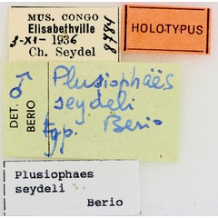 /filer/webapps/moths/media/images/S/seydeli_Plusiophaes_HTLBL_RMCA.jpg