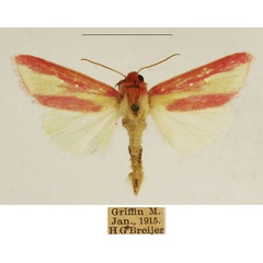 /filer/webapps/moths/media/images/D/disticta_Timora_AM_TMSA_01.jpg