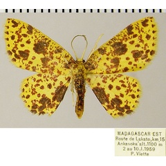 /filer/webapps/moths/media/images/A/anamale_Chrysocraspeda_AF_ZSM.jpg