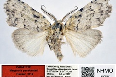 Meganola paraforsteri