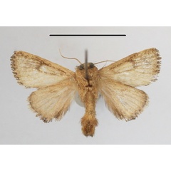/filer/webapps/moths/media/images/N/nigromaculata_Trachyptena_A_MGCLb_01.JPG