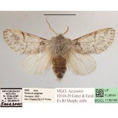 /filer/webapps/moths/media/images/P/pergrisea_Epicerura_AM_MGCLa_01.JPG