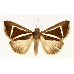 /filer/webapps/moths/media/images/D/delta_Chalciope_AM_TMSA_01.jpg