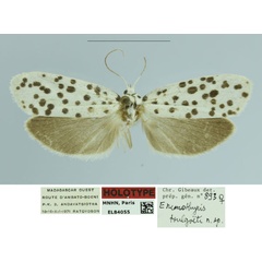 /filer/webapps/moths/media/images/T/toulgoeti_Eremothyris_HT_MNHN.jpg