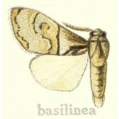 /filer/webapps/moths/media/images/B/basilinea_Dasychira_HT_Hering_24a.jpg