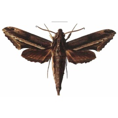 /filer/webapps/moths/media/images/R/rutherfordi_Centroctena_AM_EMEMa.jpg