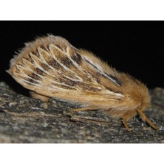 /filer/webapps/moths/media/images/P/paragarda_Marmaroplegma_A_Liebenberg.jpg