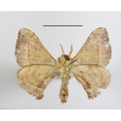 /filer/webapps/moths/media/images/F/ficicola_Racinoa_A_MGCLb_01.JPG