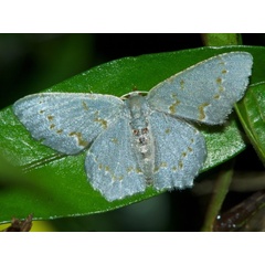 /filer/webapps/moths/media/images/G/glacialis_Metallochlora_A_DeBeer.jpg
