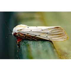 /filer/webapps/moths/media/images/S/similis_Rhodogastria_A_Roland_01.jpg