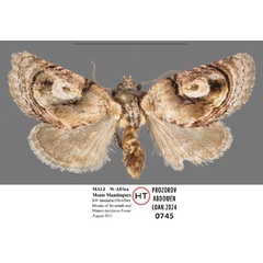 /filer/webapps/moths/media/images/N/niger_Paracroria_HT_WIGJ.jpg