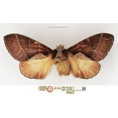 /filer/webapps/moths/media/images/O/oinopa_Nadiasa_AT_NHMUK.jpg