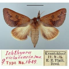 /filer/webapps/moths/media/images/V/violacearia_Ichthyura_PTF_TMSA.jpg