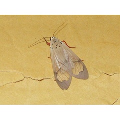 /filer/webapps/moths/media/images/V/vitrea_Amerila_A_Goff_01.jpg