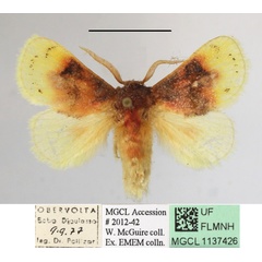 /filer/webapps/moths/media/images/P/purpuripulcra_Chrysamma_AM_MGCLa_03.jpg