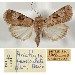 /filer/webapps/moths/media/images/F/fasciculata_Ariathisa_AT_MCSM.jpg