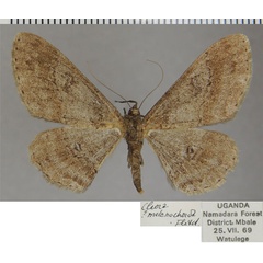 /filer/webapps/moths/media/images/M/melanochorda_Cleora_AF_ZSM.jpg