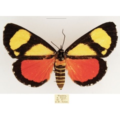 /filer/webapps/moths/media/images/Z/zebra_Phaegorista_AF_TMSA_02.jpg