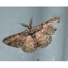 /filer/webapps/moths/media/images/D/divisaria_Colocleora_A_Roland_01.jpg