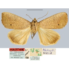 /filer/webapps/moths/media/images/T/thibauti_Clytie_HT_MNHN.jpg