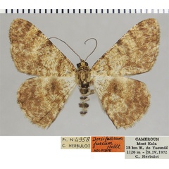 /filer/webapps/moths/media/images/F/fuscum_Dorsifulcrum_HT_ZSMa.jpg
