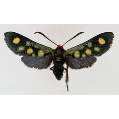 /filer/webapps/moths/media/images/A/auriguttata_Arniocera_AM_TMSA.jpg