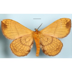 /filer/webapps/moths/media/images/M/magambana_Murphyana_A_MGCLb_01.JPG