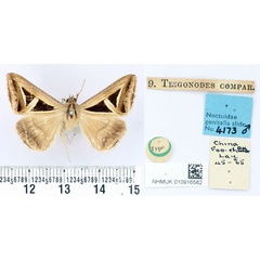 /filer/webapps/moths/media/images/C/compar_Trigonodes_HT_BMNH.jpg