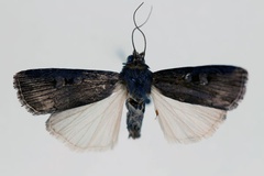 Amazonides isopleuroides