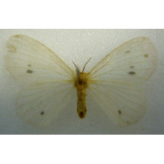 /filer/webapps/moths/media/images/P/pellucida_Phasicnecus_HT_NHMUKb.jpg