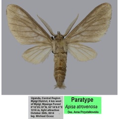 /filer/webapps/moths/media/images/A/atrovenosa_Apisa_PTM_ZSM.jpg