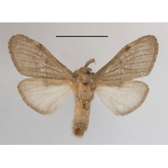 /filer/webapps/moths/media/images/B/biliturata_Rhenea_AF_MGCLb_02.JPG