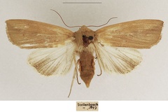 Leucania longipennis