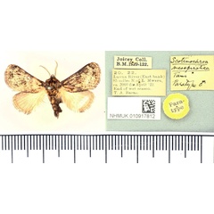 /filer/webapps/moths/media/images/M/mesepirotica_Scotinochroa_PT_BMNH.jpg