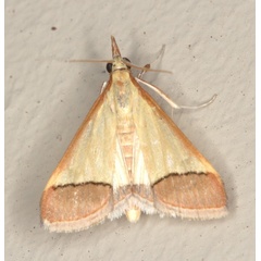 /filer/webapps/moths/media/images/R/rubricostalis_Pseudonoorda_A_Heyns_01.jpg