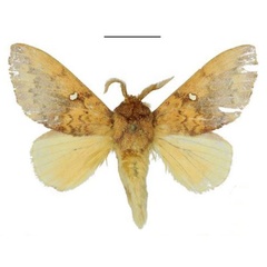 /filer/webapps/moths/media/images/G/giustii_Hypotrabala_HT_ANHRT.jpg