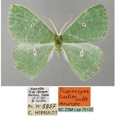 /filer/webapps/moths/media/images/T/turlini_Prasinocyma_HT_ZSM_01.jpg