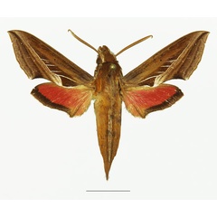/filer/webapps/moths/media/images/C/charis_Basiothia_AM_Basquina.jpg