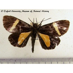/filer/webapps/moths/media/images/T/triangularis_Omphaloceps_A_OUMNH.jpg