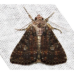 /filer/webapps/moths/media/images/C/capensis_Condica_A_Braun_06.jpg